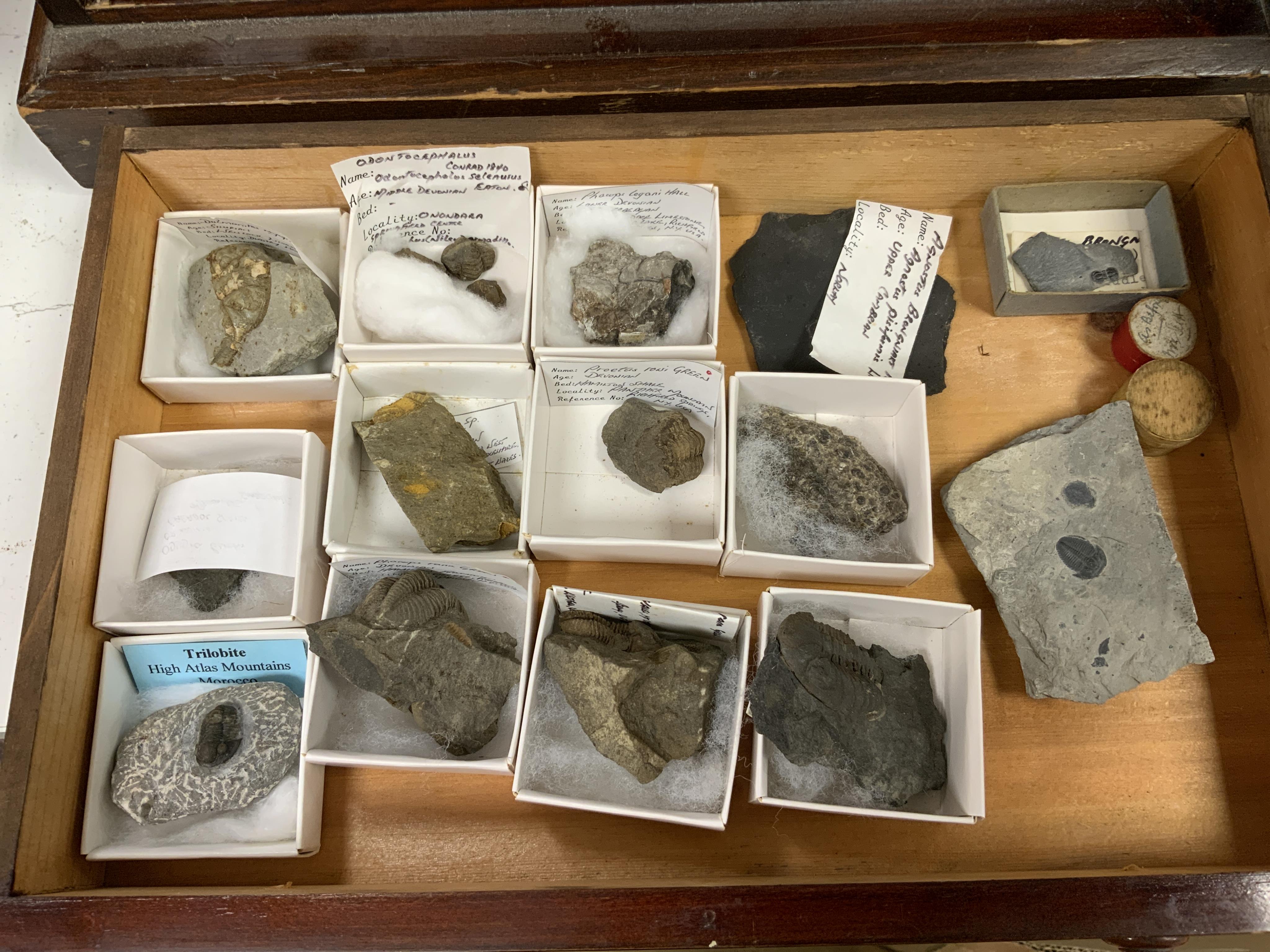 Fossil Trilobite interest; an early twentieth century six drawer pine collector’s cabinet of fossils, mainly Trilobite specimens on matrix (approx 35), etc. many specimens with labels, 47cm high, 38cm wide, 28cm deep